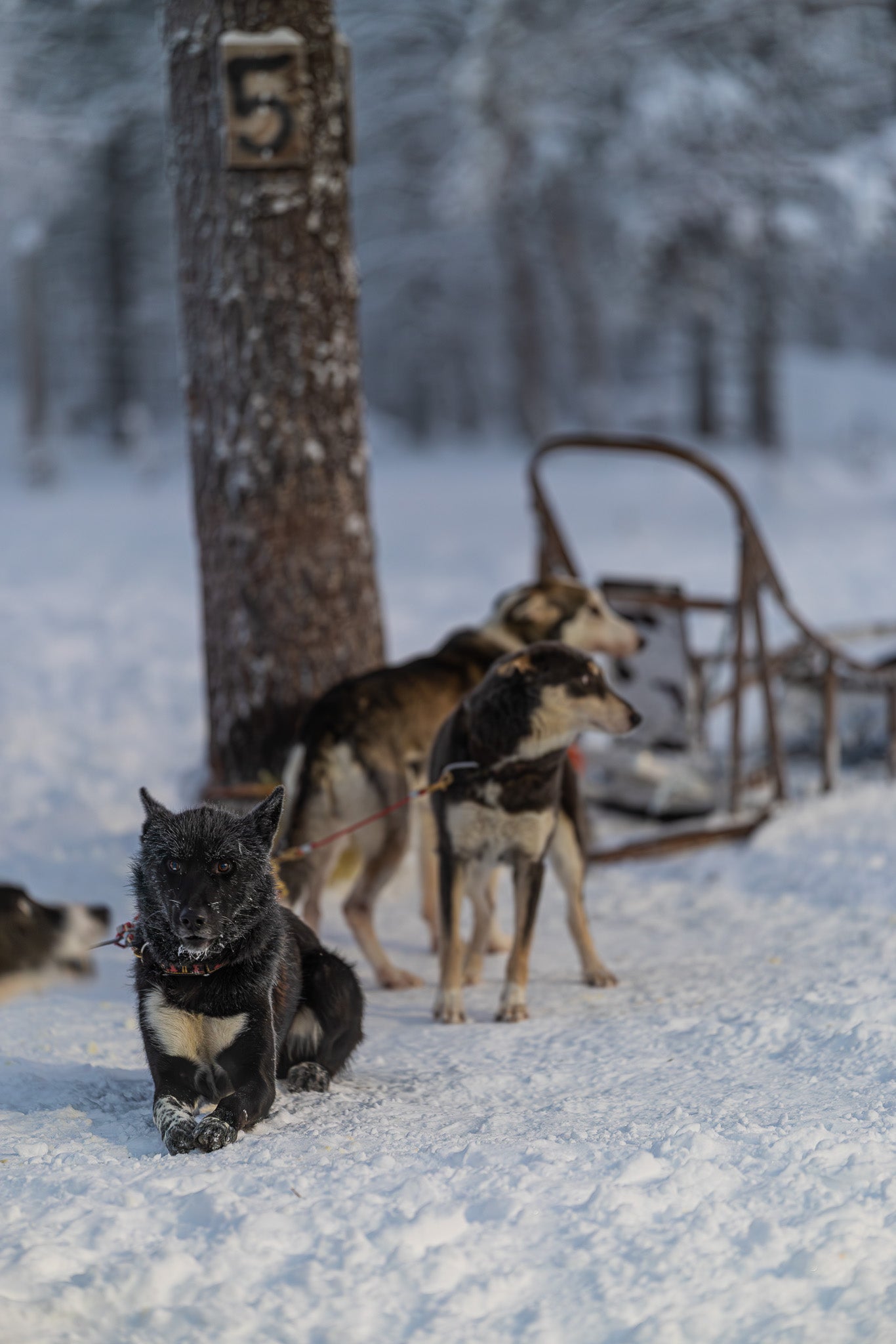 Carrier Wolves