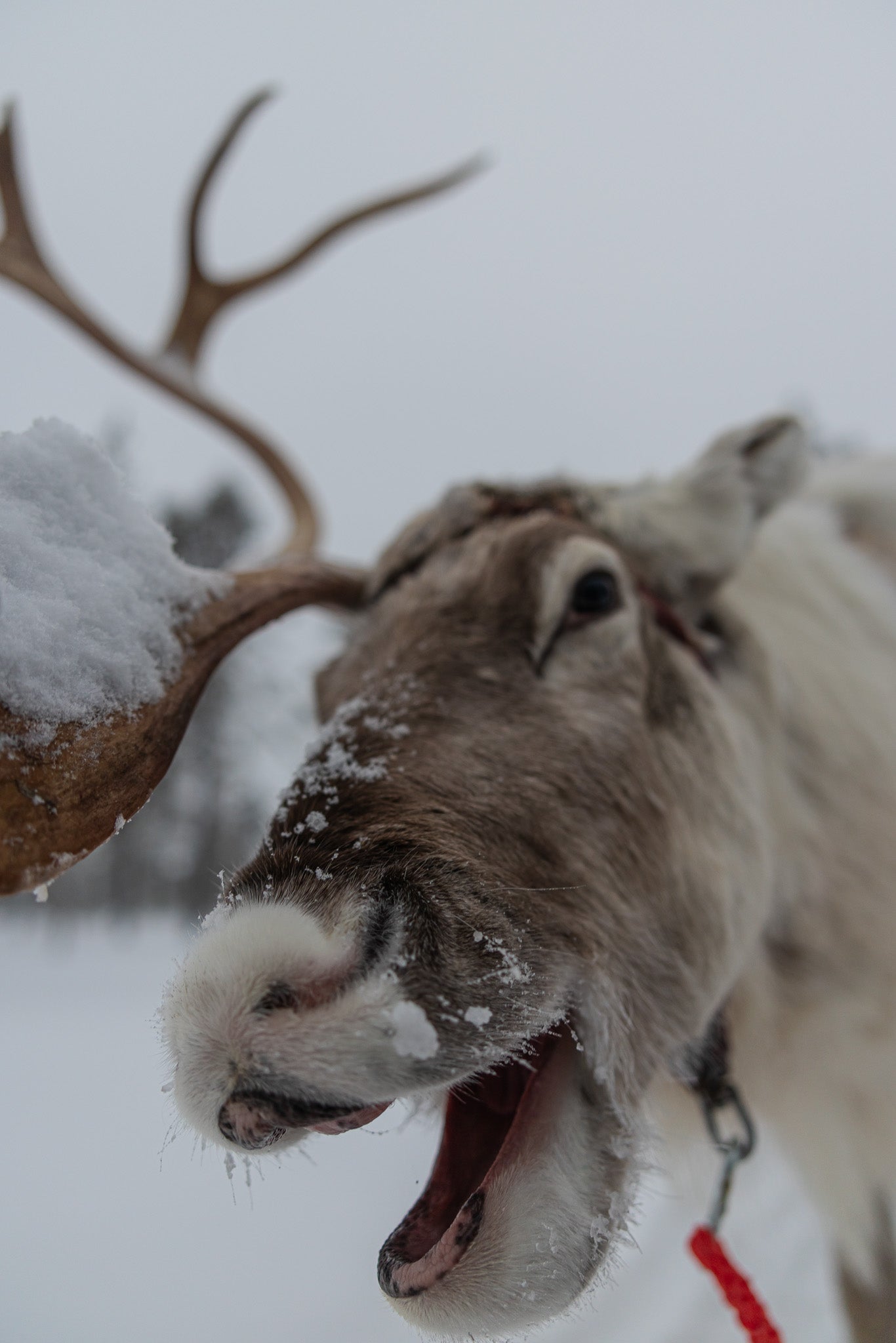 Happy Reindeer