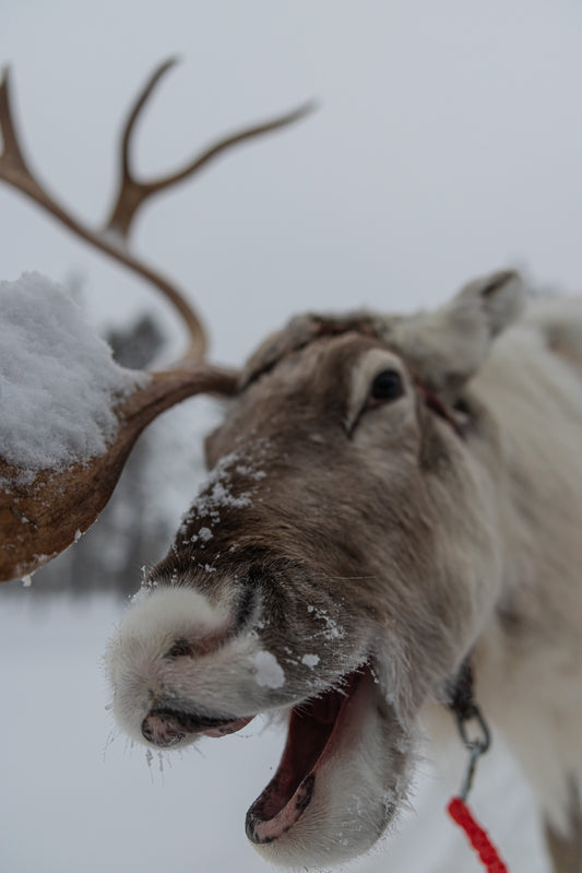Happy Reindeer